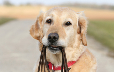 istock_000008760738xsmall-dog-with-leash-in-mouth