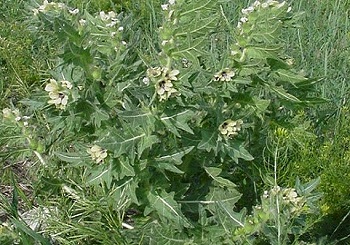 Black Henbane