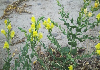 Dalmation Toadflax