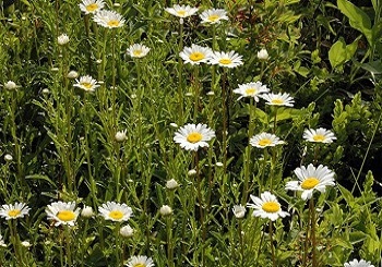 Oxeye Daisy
