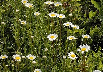 Oxeye Daisy