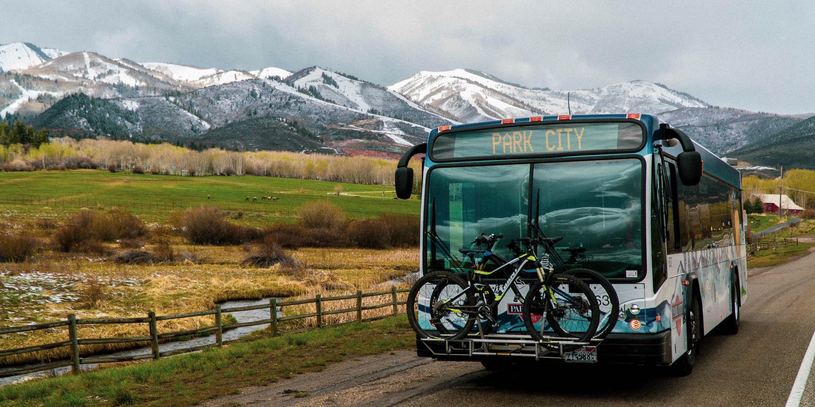 bus in the wild